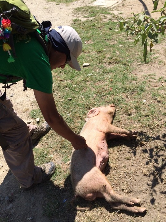 Peru -  - Unser Guide hat ein Herz für faule Schweine :)