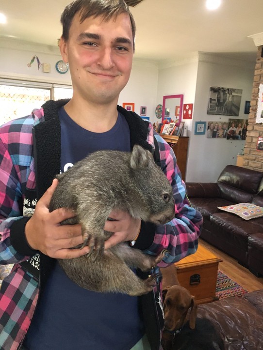 Australien - Bordertown - Ein kleiner Wombat. 