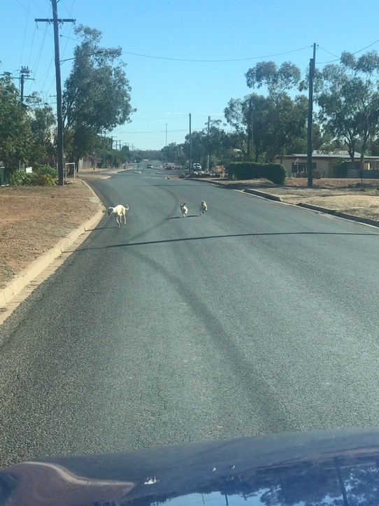 Australia - Lightning Ridge - These dogs would just cruise the streets.. always together.. saw them heaps 