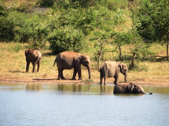 Sri Lanka - Udawalawe National Park - 
