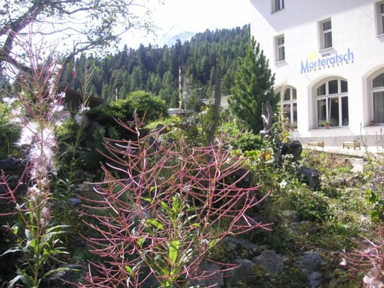 Schweiz - Pontresina/Engadin - Alpenflora