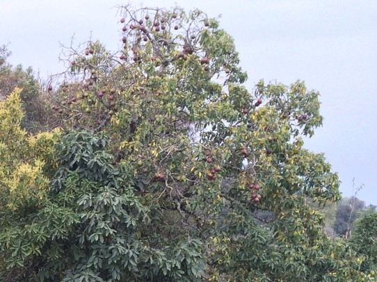 Argentinien - San Miguel de Tucumán - Einer der vielen Avocadobäume!