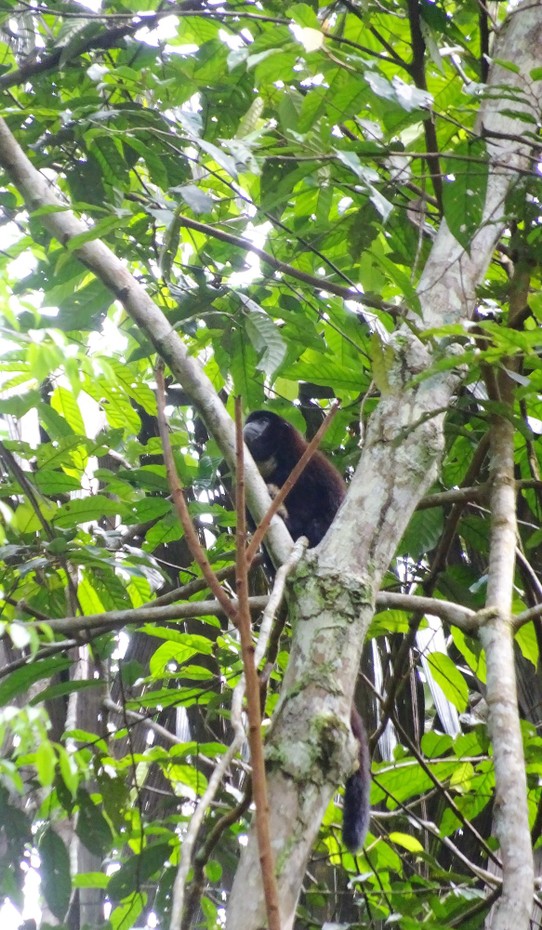 Ecuador - unbekannt - A monkey