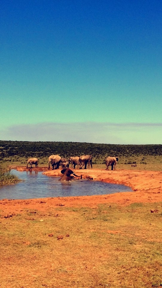 Südafrika - Addo - Elefanten an einem Wasserloch 😍🐘