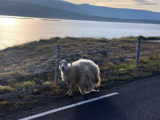 Island - Súðavíkurhreppur - So süss, das Schaf... Und von da hinten kommen wir... Insel Hestur und die Kulisse vom Ort Súðavík