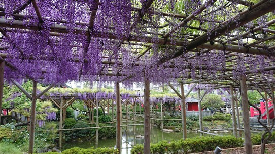 Japan - Fujiyoshida - Im Tempelgarten kann man unter einem Dach von Blauregen spazieren gehen.