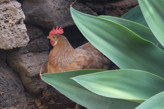 Spanien - La Oliva - Das Huhn Bogbog streift durch den Garten. 