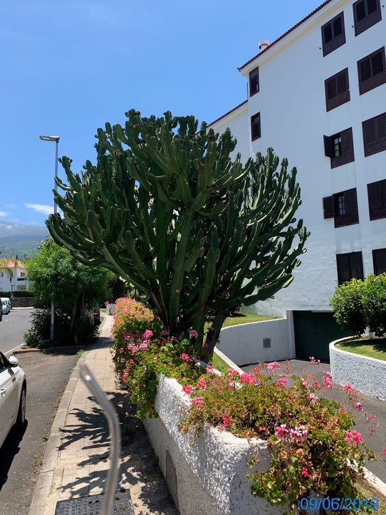Spanien - Puerto de la Cruz - Boah ist das ein Kaktus 🌵 