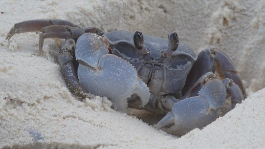 Seychellen -  - Krabben bevölkern alle Strände