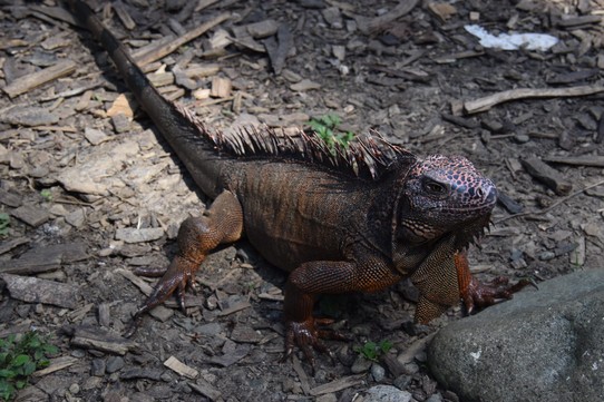 Costa Rica - Talamanca - Die Leguane können bis zu 2 m lang und 12 kg schwer werden.