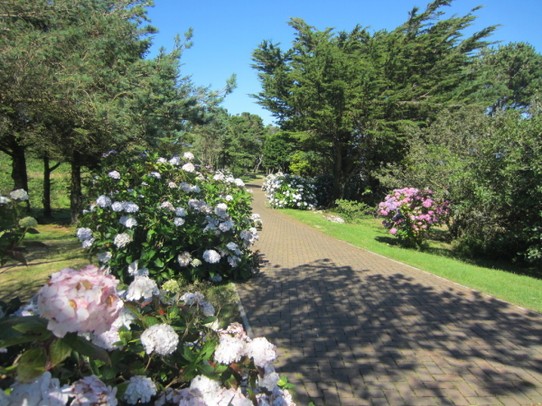 Vereinigtes Königreich - St Ives - Cornwall's Gärten 