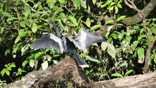Ecuador - unbekannt - River Cormorant