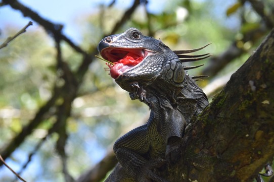 Costa Rica - Talamanca - Haben aber kleine spitze Zähne und können ganz ordentlich zubeißen wenn sie sich bedroht fühlen.