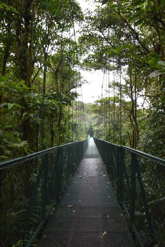 Costa Rica - Abangares - 8 Brücken, die längste 157 m und die höchste 31 m. Jedoch waren wir etwas enttäuscht, leider verstehen es viele Leute als Abenteruerpark und schreien wenn die Brücke etwas schwingt, andere mussten sich so laut unterhalten das jedes Tier von alleine flieht. Schade es war leider kein Tier zu erblicken