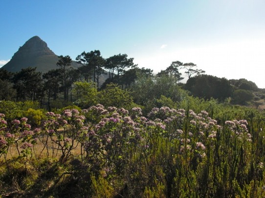 Südafrika - Kapstadt - Hier gibt es wunderbare Natur