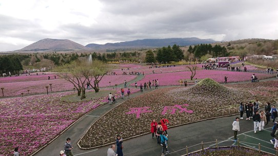 Japan - Fujiyoshida - Im Blumenmeer kann man die Schriftzeichen der letzten Ära erkennen: Heisei