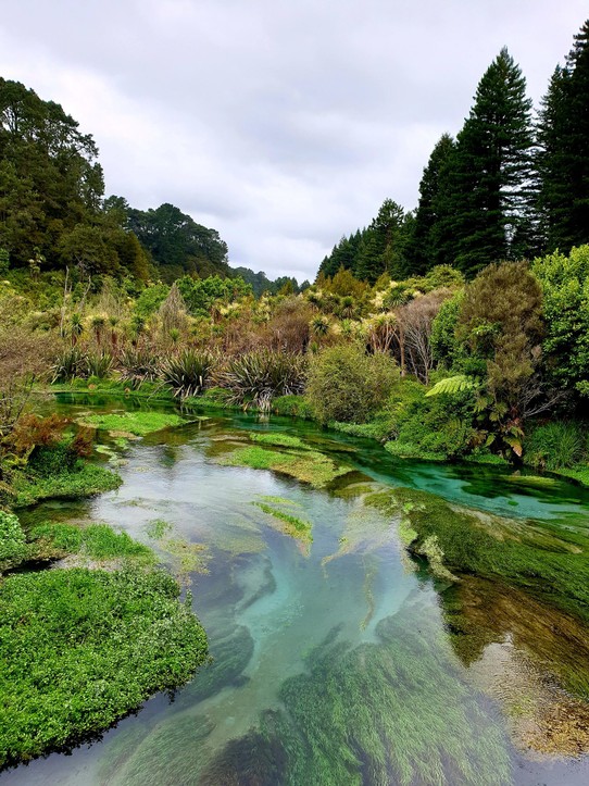 Neuseeland - Rotorua - Blue Springs