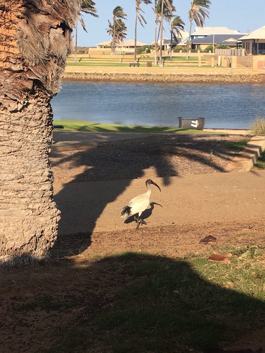 Australien - Macleod - Wir sehen immer wieder lustige Vögel ☺️ den haben wir in Carnarvon gesehen 