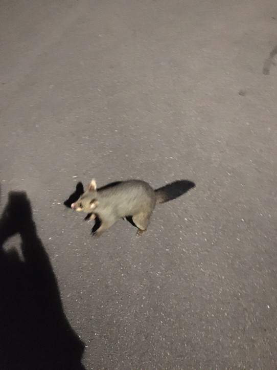 Australien - Apollo Bay - Ein Possum 😍 Es ist uns in Melbourne im Park über den Weg gelaufen.
