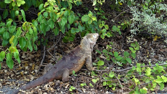Ecuador - Isabela Island - Land iguana