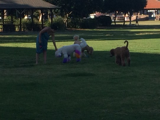 Australia - Annandale - Colourful poodles in Jubilee Park