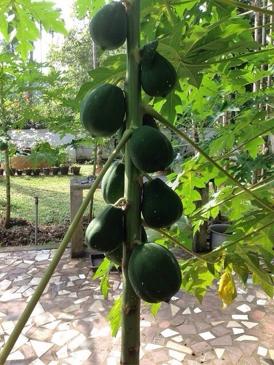 Indien - Kochi - Papaya 