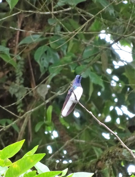 Ecuador - Mindo Valley - Hummingbird