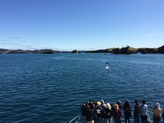 Neuseeland - Matauri Bay - Delphine, tatsächlich