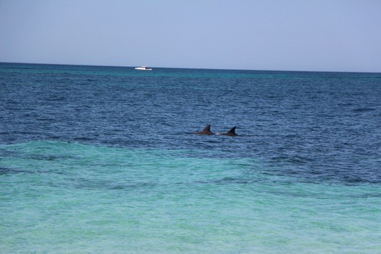 Australien - Rottnest Island - Von einem einsam gelegenen Strand haben wir Delfine gesehen.