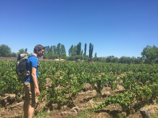 Argentina - Mendoza - Michiel looking at Malbec vines