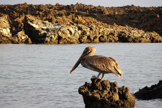 Ecuador - Rabida Island - Brown pelican