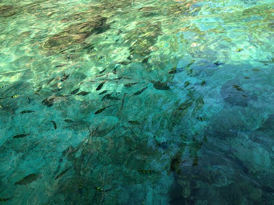 Thailand - Amphoe Mueang Krabi - Farbige Fische um unser Boot im kristallklarem Wasser