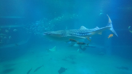 Japan - Ōsaka - Ein Schockmoment: An der Glasscheibe im Auquarium schwimmt plötzlich ein 6m langer Walhai vorbei!