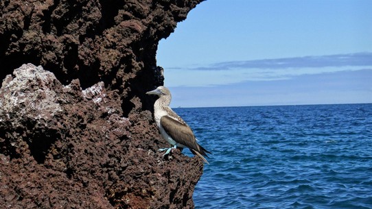 Ecuador - Rabida Island - Blue footed booby