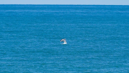 USA - Ormond Beach - Schnappschuss der Woche. Delfine im freien Meer, von der Pier aus beobachtet.
