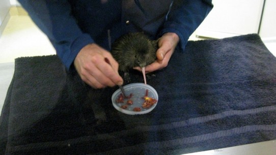 Neuseeland - Napier - Baby Kiwi im Pukaha Mount Bruce Wildlife Centre