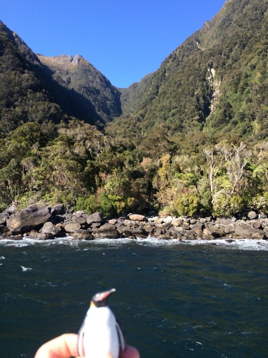 Neuseeland - Te Anau - Dickschnäbelpinguine an Ufer - auf dem Bild nicht sichtbar aber wir haben sie gesehen!!