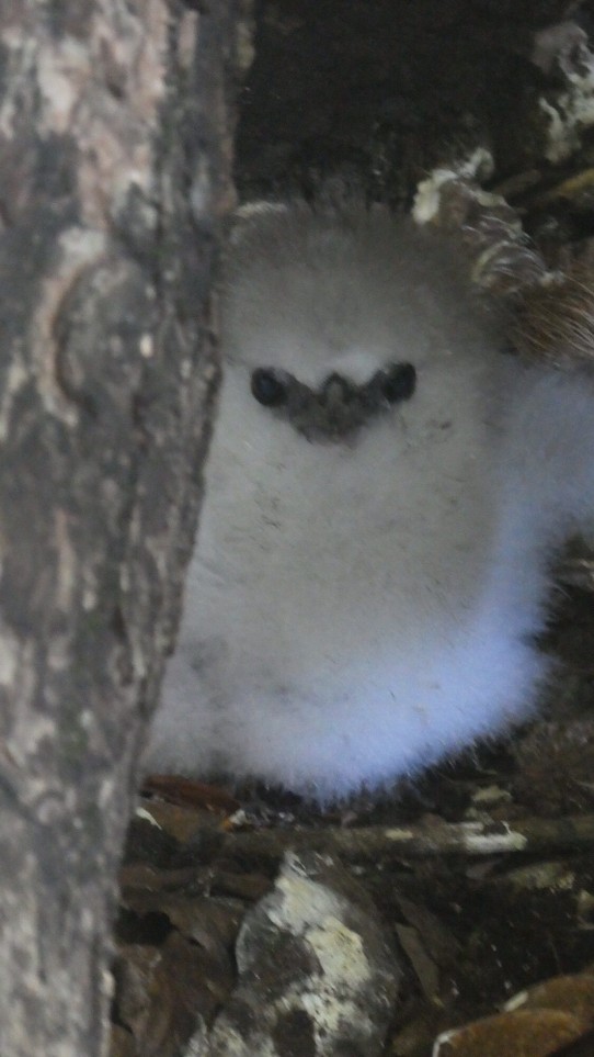 Seychellen -  - Küken des Tropical Bird im Nest
