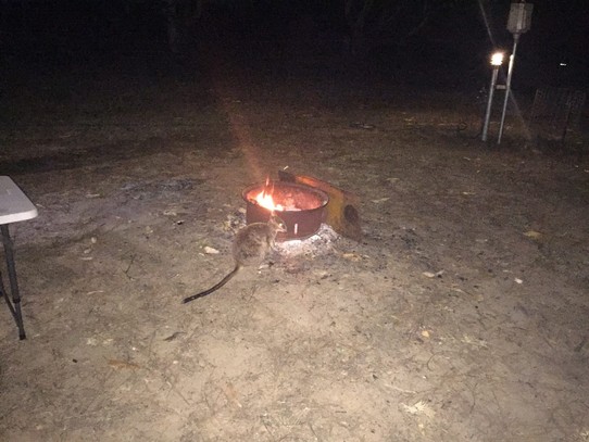Australien - Mareeba - Den beiden Wallabies ist auch kalt. Als wir abwaschen wärmen sich die beiden ganz unerschrocken an unserer Feuerstelle. 