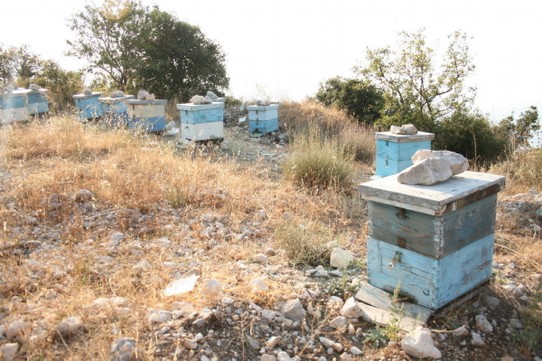 Griechenland - Agios Nikitas - Honigbienen in adretten Wohnsiedlungen