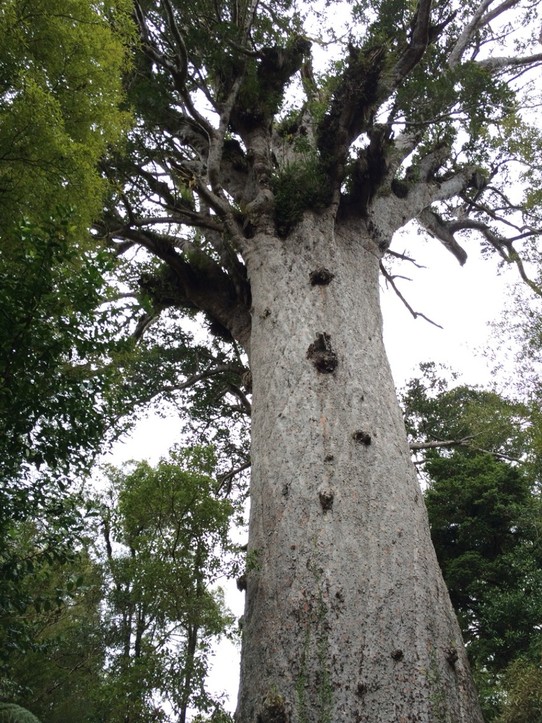 Neuseeland - Kaihu - Der größte Baum Neuseelands. 13 Meter Durchmesser. Grotesk.