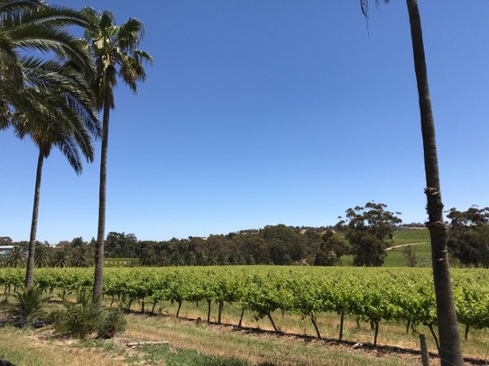 Australien - Adelaide - Palmen gesäumtes Weingut 