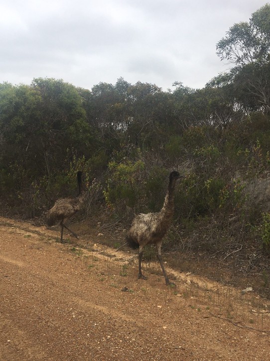 Australien - Norseman - Vorsicht! Emus am Straßenrand!
