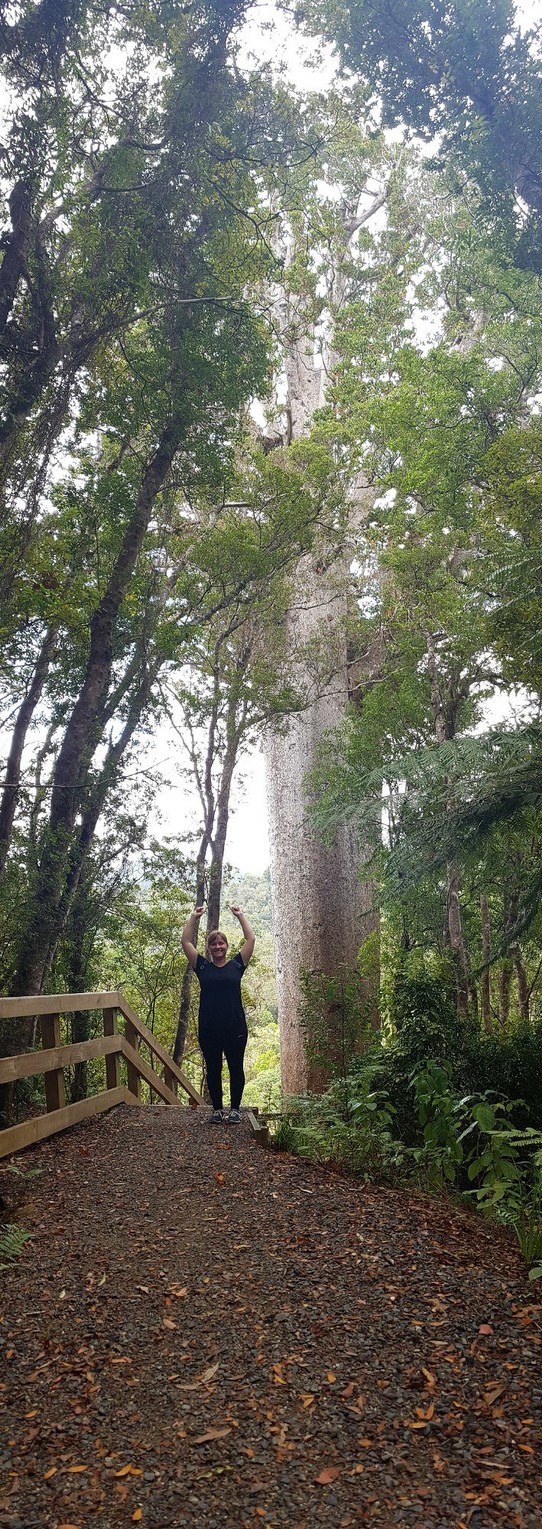 New Zealand - Coromandel - Ein 900 Jahre alter Kauri Baum.