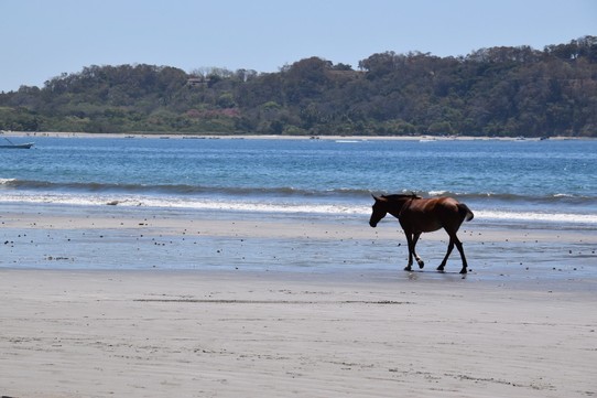 Costa Rica - Nicoya - Heute morgen am Strand. Es ist hier völlig normal das die Pferde am Strand langgehen, ebenso die Hunde. Die bewegen sich in der Stadt wie die Menschen und keinen stört es. Am Strand suchen sie meist jemanden zum Spielen.