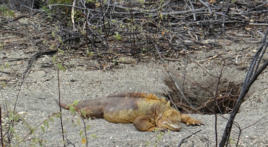 Ecuador - Isabela Island - Land iguana (the grumpiest)