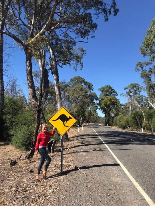Australien - Adelaide - We saw three kangaroos crossing the street. 