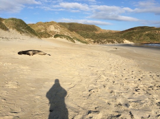 Neuseeland - Sandymount - Hier lagen ca. 10 Seelöwen reichlich entspannt und einfach so herum