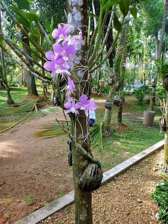 Indien - Kochi - Die Orchideen gedeihen im feucht-heissen Klima prächtig 