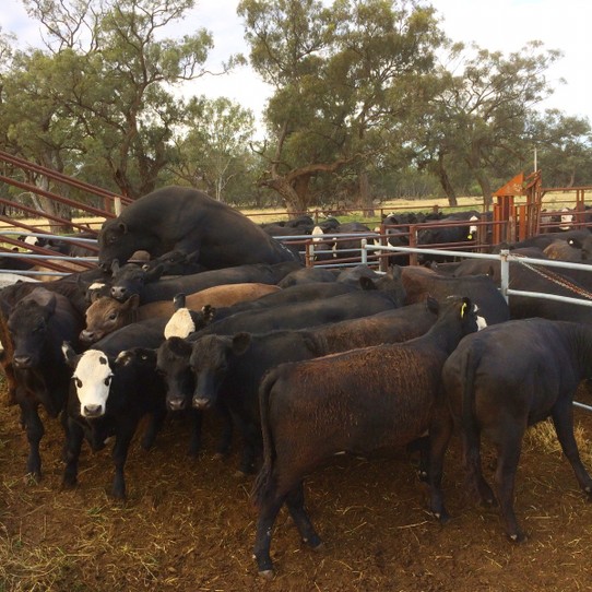 Australia - Wentworth - The only bull left showing off to the steers. 